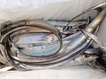 タチウオは釣れるが…